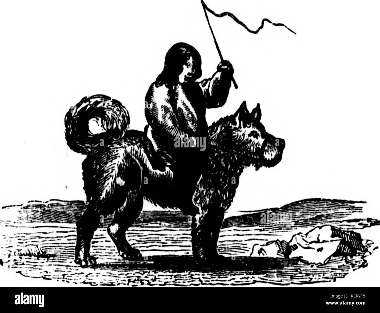 . La découverte et l'aventure dans les mers polaires et les régions [microforme] : avec des illustrations de leur climat, de la géologie, et l'histoire naturelle. Franklin, John, Sir, 1786-1847 ; Franklin, John, Sir, 1786-1847 ; histoire naturelle ; sciences naturelles. 94 VKGKTADLE LA VIE. CHAP. II. mergule (.Uria alle), qui abonde sur bon nombre des rives arides du nord. Mais aucune de ces prétendues causes Gould produire le phénomène fait allusion, comme observé amon^ les Alpes centrales ou de l'Europe, où les pingouins littlo radiata et tant d'arc inconnu.. Veuillez noter que ces images sont extraites des images de la page numérisée Banque D'Images