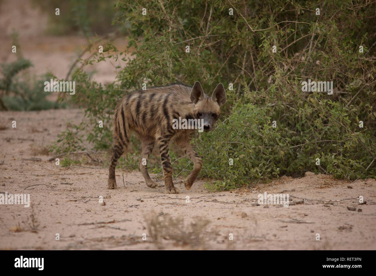 Hyène rayée (Hyaena hyaena), l'île de Sir Bani Yas, réserve privée dans le golfe Persique, à proximité de Abu Dhabi Banque D'Images