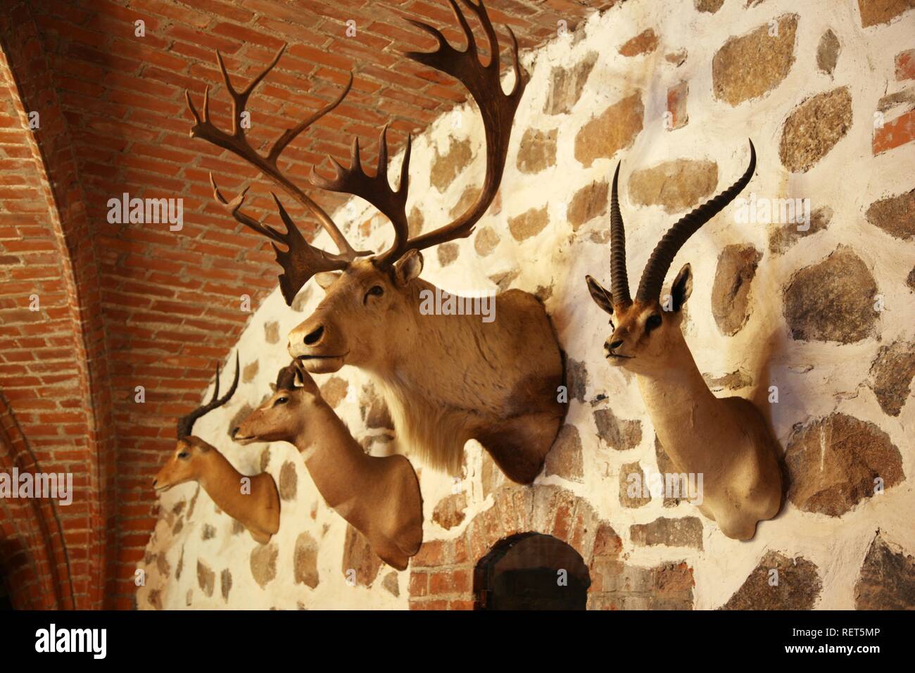 Lot De 2 Trophées De Chasse - Bois Naturel - Décoration Murale - Occasion