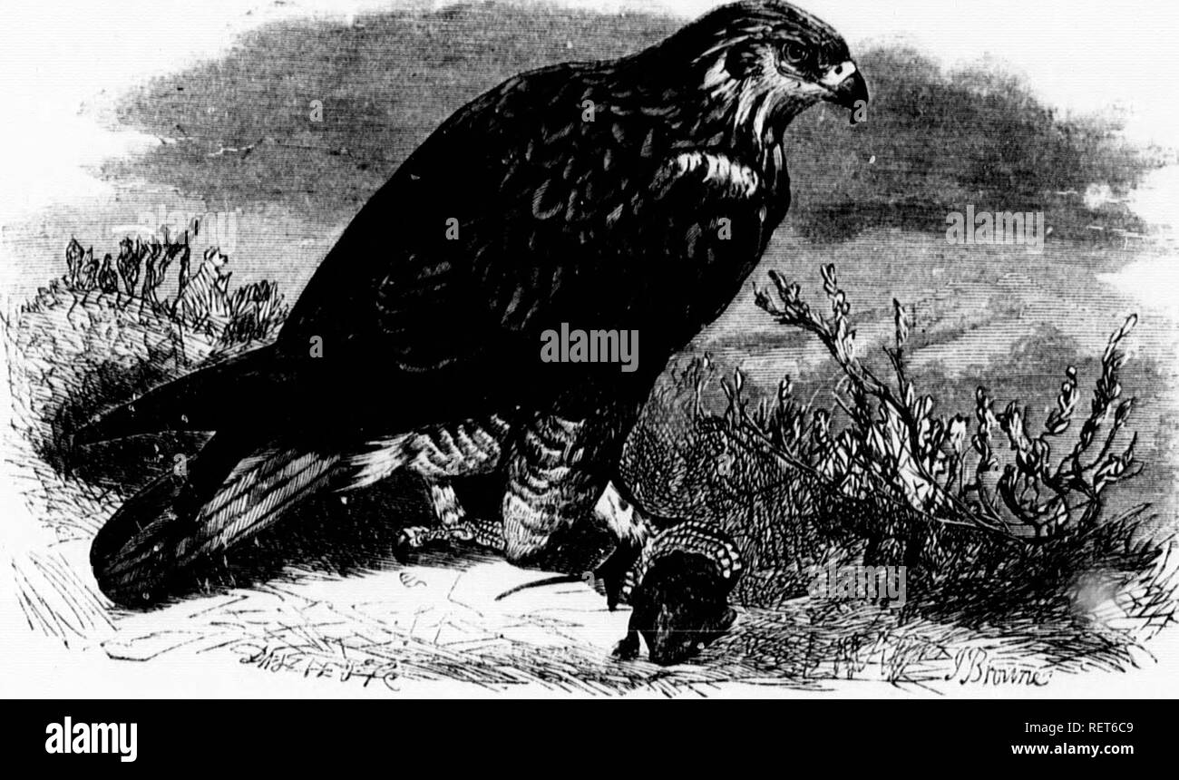 . Les [microform]. Les oiseaux sauvages, l'histoire naturelle ; Oiseaux ; sciences naturelles. I.Oi:iili-MCH0i:i) r lÂ€OS.âArrhih Iwjopjis,la société. 1 à l'aise si l'aftal, Buse variable, regardant sa proie, la saisir, et de vous retirer dans le même endroit ; mais elle rend également les vols d'approche indirecte à une hauteur du sol, et des fléchettes sur un coup, oiseau, animal, f)r reptile qui peut prendre sa fantaisie. Tous les mouvements sont par- tliese formé avec ig-manger, de délibération et de l'oiseau est si lent dans toutes ses délibérations qu'Audubon, qui ont bénéficié de nombreuses occasions d'observer ses habitudes, dit e;il Banque D'Images