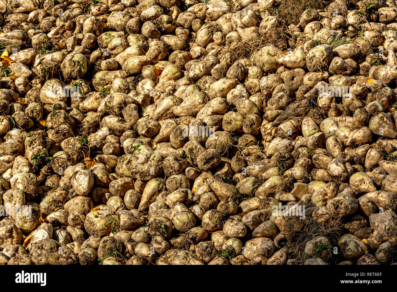 Tas de betteraves dans un champ fraîchement récoltés, Auvergne, France Banque D'Images