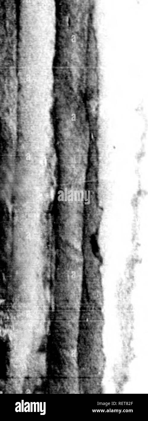 . Histoire naturelle de Buffon [microforme] : classÃ©e par ordres, genres et espÃ¨ces, d'aprÃ s le¨¨ me systÃ de LinnÃ© avec les caractÃ¨gÃ©nÃ© res riques et la nomenclature combinée LinnÃ©enne. Sciences naturelles ; Ornithologie ; histoire naturelle ; l'ornithologie. /' I I., f i :- ^. 310 HISTOIRE NATUREI.r-K JVJ. Sonnerat, est indiquÃ©e Voynf ilaiis fils;Â"^ laiioiivelle Ã GuinÃ©ej sa graii- cÃ®eiir esl Ã©gale Ã celle de notre pierre- garin, et peut-Ãªtreest-eili de la niÃ©iue esj)Ã¨ce , modifiÃ©e par l'inilueiice^ du climat car elle a, comme le pierre-^ ; arin, tout le devant du cor[)S blanc, le dessus de la tÃ Banque D'Images