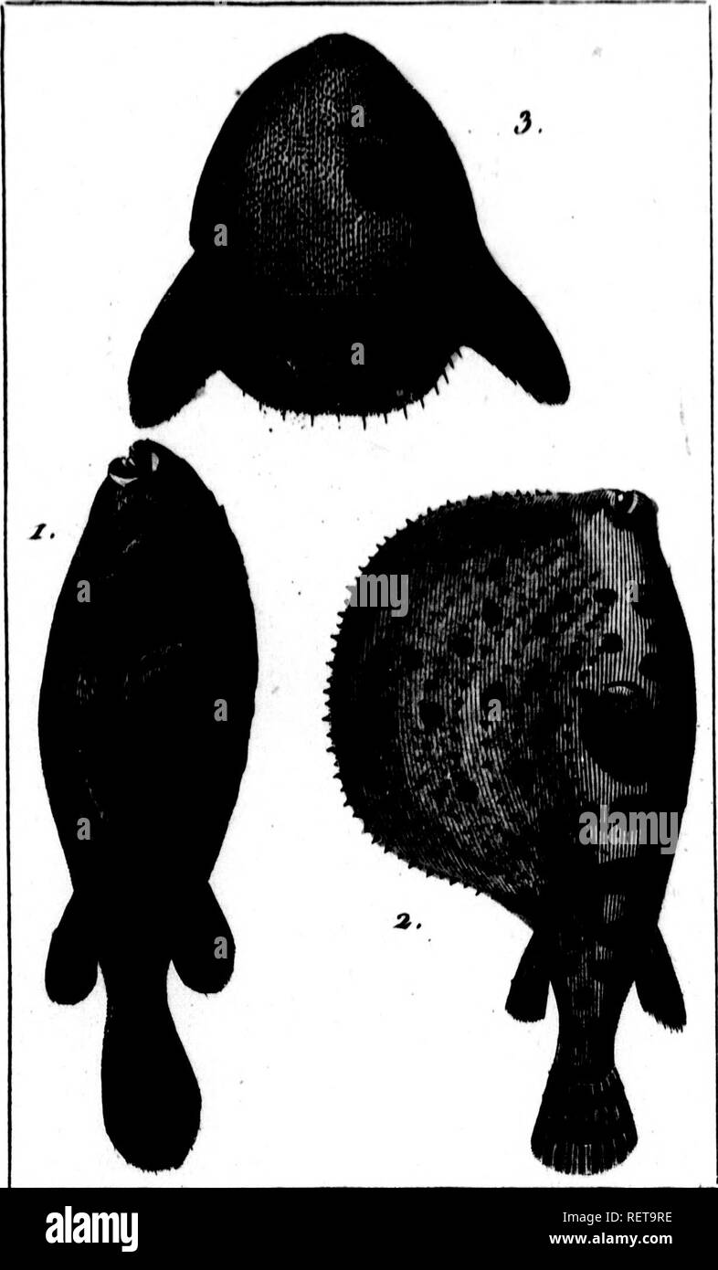 . Histoire naturelle des poissons avec les figures dessinées d'après nature [microform]. Poissons ; Poissons. j4j f .1 il^ Tûfn Paçe S . ////.. J.LA TKTK TOllTTJE J)K. ».L^ etoxlc IUE'01**"4^^. J.W'.i."***. Veuillez noter que ces images sont extraites de la page numérisée des images qui peuvent avoir été retouchées numériquement pour plus de lisibilité - coloration et l'aspect de ces illustrations ne peut pas parfaitement ressembler à l'œuvre originale.. Marcus Elieser Bloch, 1723-1799. [Paris] : De l'imprimerie de Crapelet a Paris chez Deterville . . Banque D'Images