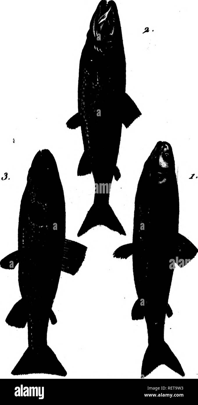 . Histoire naturelle des poissons avec les figures dessinées d'après nature [microform]. Poissons ; Poissons. l^-'im J*un^f çx. Tom . Il.. Le juge 1 TRUITT'', de inoi-  %..¥, Saumon, iuoonté TUUnT 3. i. "Ies Alpes .. Veuillez noter que ces images sont extraites de la page numérisée des images qui peuvent avoir été retouchées numériquement pour plus de lisibilité - coloration et l'aspect de ces illustrations ne peut pas parfaitement ressembler à l'œuvre originale.. Marcus Elieser Bloch, 1723-1799. [Paris] : De l'imprimerie de Crapelet a Paris chez Deterville . . Banque D'Images