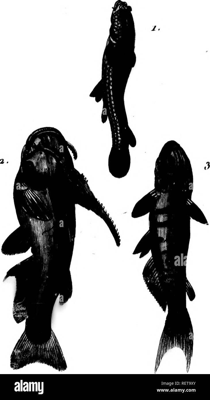 . Histoire naturelle des poissons avec les figures dessinées d'après nature [microform]. Poissons ; les poissons. Tnm, . r. l'e^ijfe^ Ji'. /), 'T',ri^&gt;r fff J^e /7/l/rin Jru^f.  ! Ii -.^j..-.Jttrkmr" .. Veuillez noter que ces images sont extraites de la page numérisée des images qui peuvent avoir été retouchées numériquement pour plus de lisibilité - coloration et l'aspect de ces illustrations ne peut pas parfaitement ressembler à l'œuvre originale.. Marcus Elieser Bloch, 1723-1799. [Paris] : De l'imprimerie de Crapelet a Paris chez Deterville . . Banque D'Images