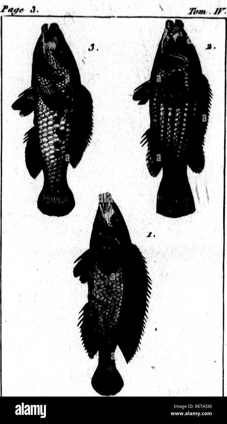 . Histoire naturelle des poissons avec les figures dessinÃ©es d'aprÃ¨s nature [microform]. Poissons ; Poissons. f - /**tt/f ,J Tbm /T.. J)r,ret&gt;e t/r/. JUire tTcit^ zf. a. LE LABRK Ã petites Ã©caillos. a. LA VIEILLE Ac mcv . ^ . LE LARRE taclicte . ^m 11. Veuillez noter que ces images sont extraites de la page numérisée des images qui peuvent avoir été retouchées numériquement pour plus de lisibilité - coloration et l'aspect de ces illustrations ne peut pas parfaitement ressembler à l'œuvre originale.. Marcus Elieser Bloch, 1723-1799. [Paris] : De l'imprimerie de Crapelet a Paris chez Deterville . . Banque D'Images