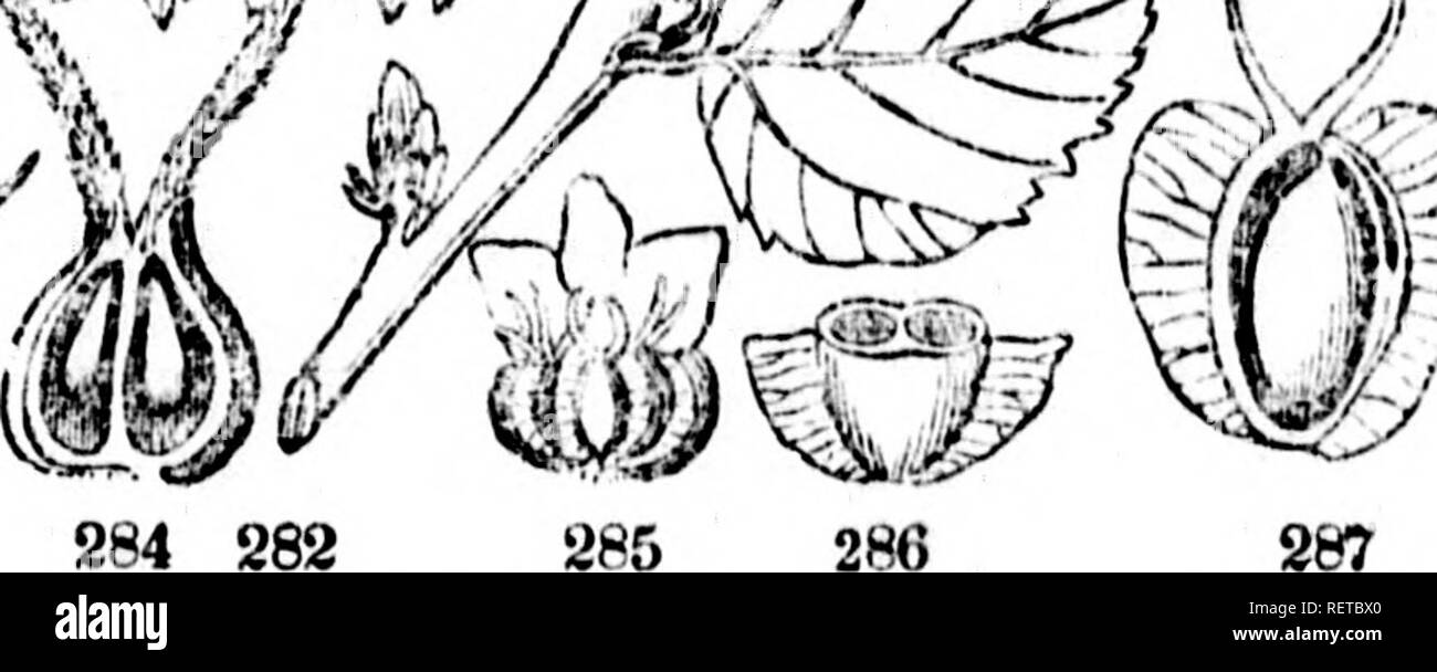 . Flore canadienne ou description de toutes les plantes des forÃªts, champs, jardins et eaux du Canada [microforme] : donnant le nom botanique de chacune, ses noms vulgaires franÃ§ais et anglais, indiquant son parcours gÃ©ographique .... Botanique ; botanique ; plantes ; botanique ; plantes ; les plantes. 646 DICOTYLÃDONESâAPÃTALES. CLEF ANALYTIQUE DES GENRES, Boniraa. KtnmincH 10-12. Brnctt cliutuii des'^floica !* 9 Ktannucs Boiiloau I. 4. BiuctÃ uiÂ©" $ chatons DHS J-florcs Aulue "11. Le Général T. I. BOULEAU. Betida. (De bttu, nom celtique de dans pliiutn ;. Fleurs en chatons. cyliiiclricinoa cT BractÃ©es extÃ© Banque D'Images