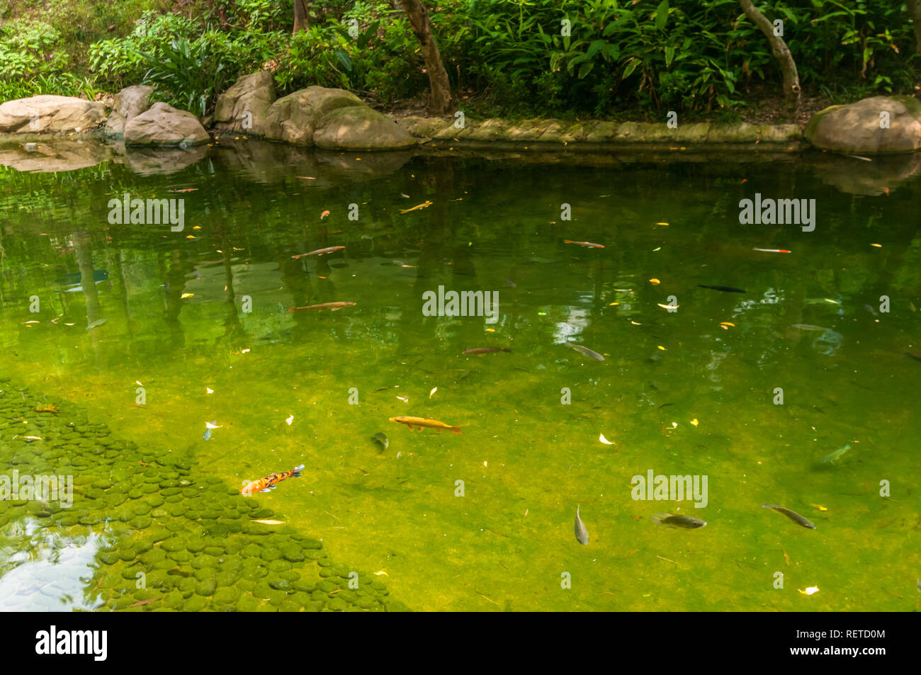 Abonde aussi beau couleur poissons nagent dans l'étang à Hong Kong Park, qui se rendent en Chine un lieu pour profiter dans un cadre paisible, cadre charmant. Banque D'Images