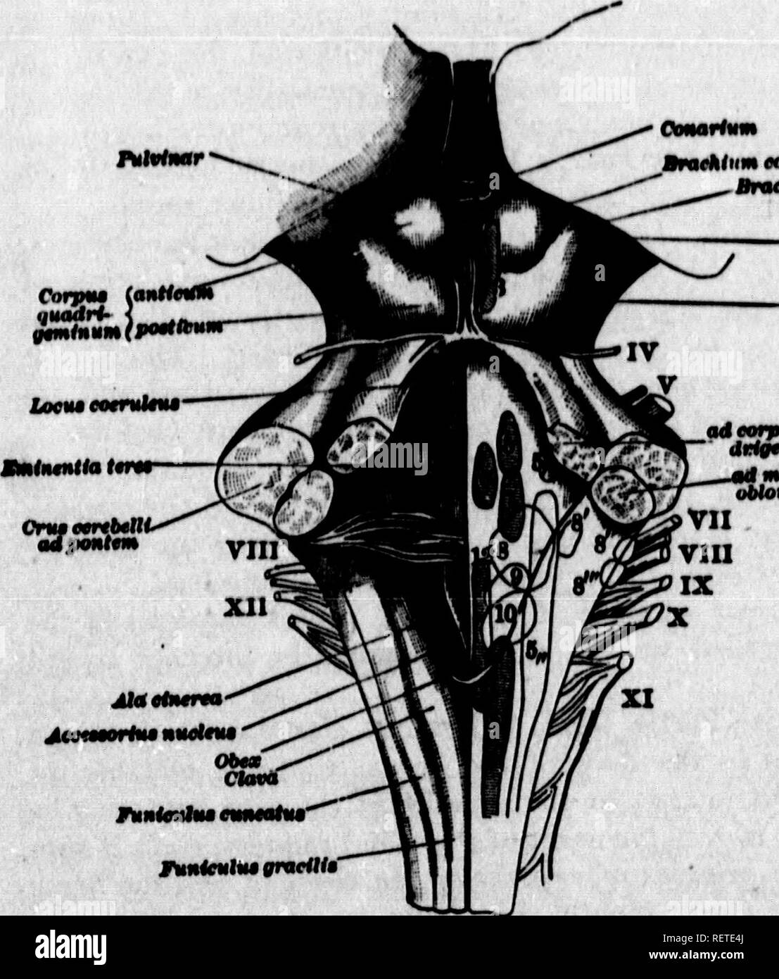 . Un texte-livre de physiologie comparée [microforme] : pour les étudiants et les praticiens de médecine vétérinaire (comparatif). La Physiologie, physiologie vétérinaire ; comparatifs ; physiologie comparée ; physiologie vétérinaire. Le OKREBRO-spinale DE SYSTÈME 'NK SAT. 5g " de stimulation en lieu à poiii, t être dehors. À partir de l'urne dans le •» med ac récurrent si l'tion antérieure dégénéré, part, lorsque l'être flbem ^ vers le ganglion de . que l'édition de l'cellB de sen- le sur la leçon je, car c'est gris, comua avant d suivez. Ces corne, ont été r les ganglions sur idicated, ONU- tnterior sont h Banque D'Images