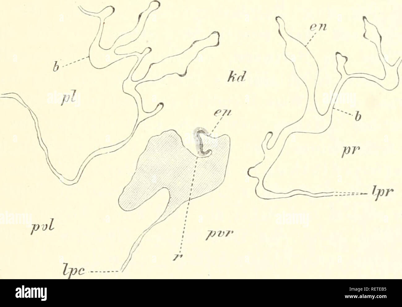 . Dr H.G. Bronn's Klassen und Ordnungen des Thier-Reichs : wissenschaftlich dargestellt in Wort und Bild. Zoologie. ^^^ B- Propriété intellectuelle'. ^•• Frontaler *#  UNE Körperregion Längsschnitt durch die jungen und hintere Ciona intesti- nalis. -B- 7i Die Verbindungsstelle der Perivisceralhöhlen Kiemendarm aus dem mit einem benachbarten Schnitt bei stärkerer Vergrösserung. -*/I. Une Aeusseres Peribrancbialepithel ; h  =  = inneres Peribranchial- resp. Äusseres Kiemen- epithel ; hg  = Bindegewebe ; ec  = Ectodermepithel Entoderm ; FR  = des Kieraendarms Endostylfortsatz ; ES  = ; LI  = Hodenfolhkel ; hz  = Herz ; c  = = Intestinum Banque D'Images