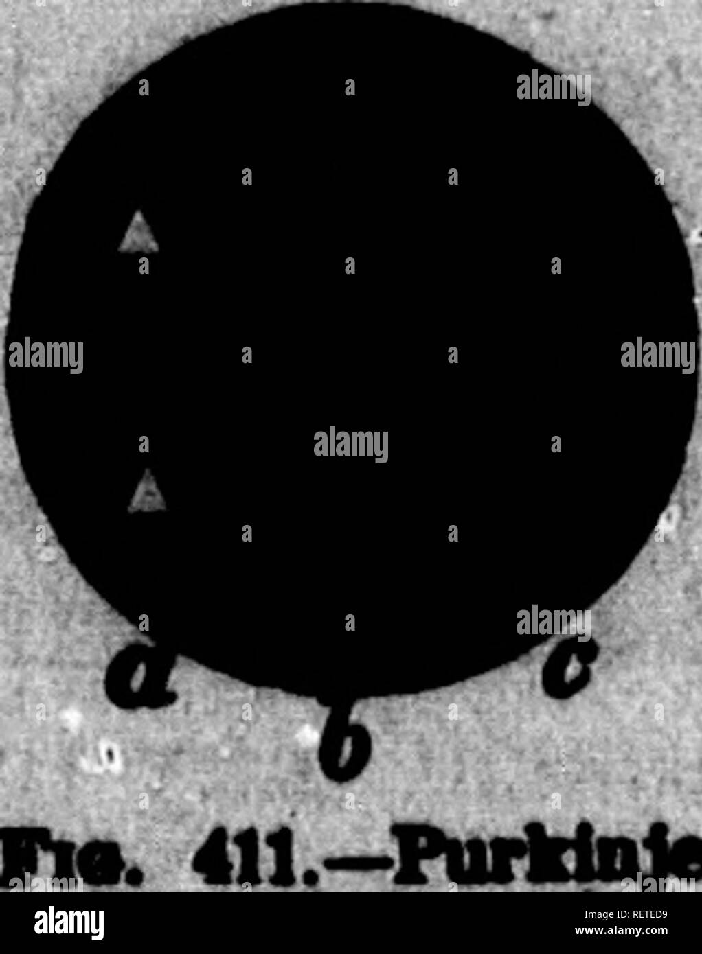 . Un texte-livre de physiologie animale [microforme] : avec des chapitres d'introduction sur la biologie générale et un traitement complet de reproduction, pour les étudiants des droits de l'homme et la médecine vétérinaire (comparative) et de biologie générale. La Physiologie, physiologie vétérinaire ; comparatifs ; physiologie comparée ; physiologie vétérinaire. La VISION. 667 ipecially jmall di- I figurant prix, iudience ou composer 2. Si un ob- est regarder dans qu'il sera- L e., il voit les objets Etnt, aes. 3. Le L par Schein-- dottedUnepiiidl » / lata : le carême à rd wtai* il inMijrwMr theroftlMMwdl rétine holM, rhtohoftbemwUI m, t" ou {, j'er. Banque D'Images