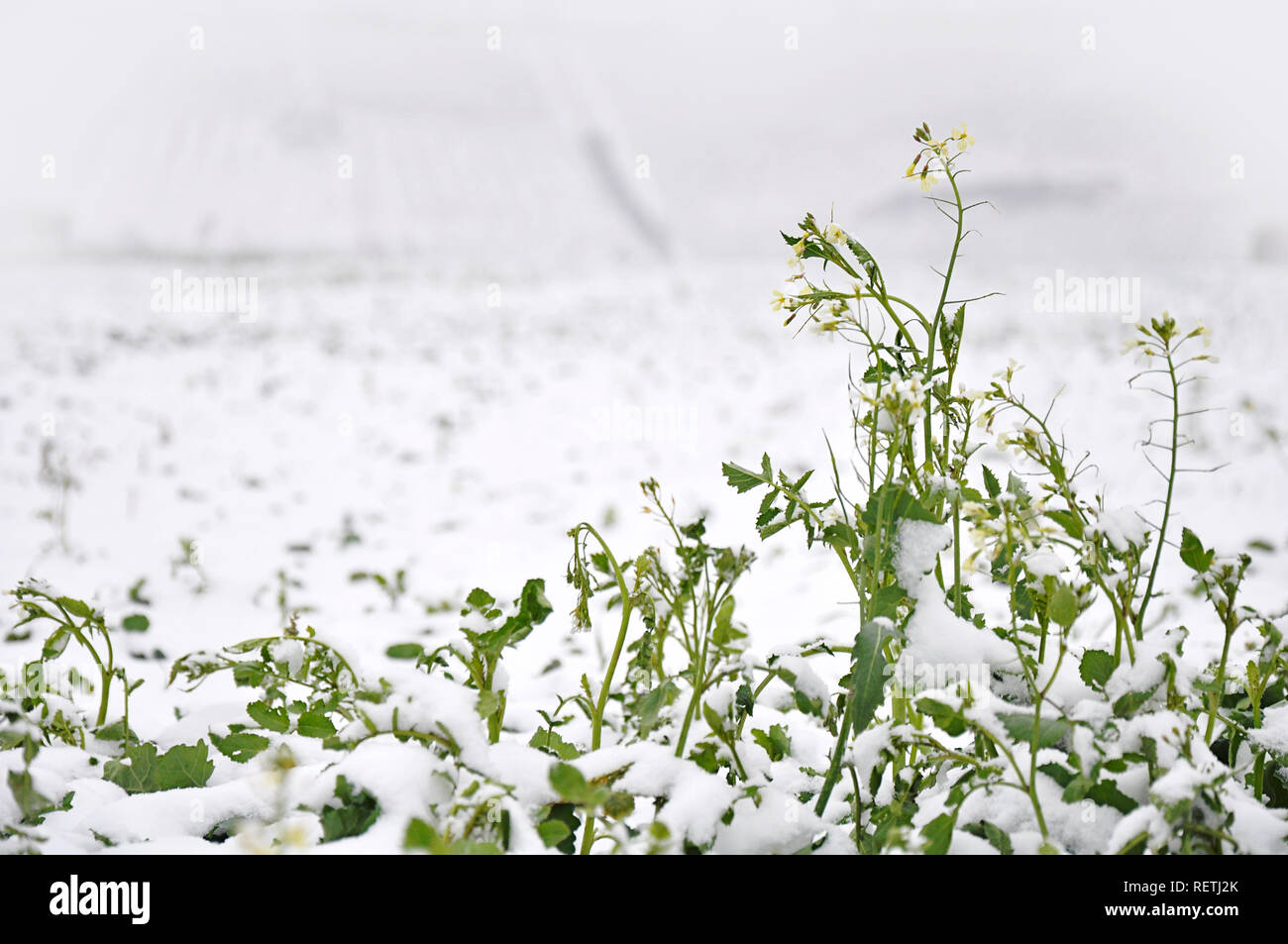 Peu de fleurs dans un paysage d'hiver neige-couvertes par jziprian Banque D'Images
