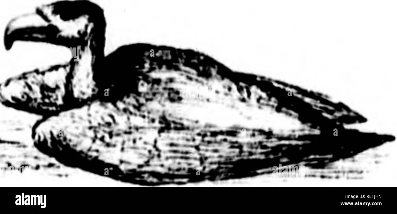 . Errances en Amérique du Sud, le nord-ouest des États-Unis, et aux Antilles, dans les années 1812, 1816, 1820, &AMP ; 1824 [microforme] : avec des instructions d'origine pour la parfaite conservation des oiseaux, etc. pour les armoires de l'histoire naturelle. Zoologie Zoologie ;. EXPLANATOUY INDEX. 4Hr" le vautour, jjopularly aura connu la Turquie nous Buzzard, est très commun dans son propre pays, et dans les endroits civilisés i.s protégés par la loi, compte tenu de sa valeur comme un charognard. Membres Waterton, en confirmation de sa propre vision de l'affaire, qu'au cours de la terrible peste iii ISIaluga, qui a déjà été Banque D'Images