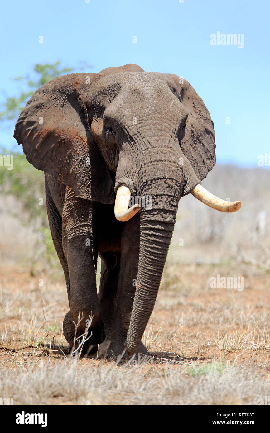 L'éléphant africain, à la recherche de nourriture chez les hommes adultes, Sabi Sand Game Reserve, parc national Kruger, Afrique du Sud, d'Afrique (Loxodonta africana), Banque D'Images