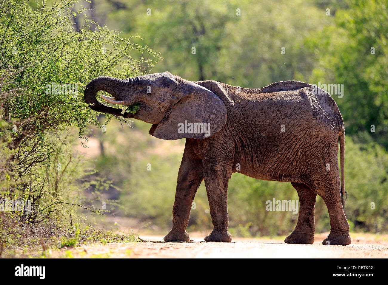 L'éléphant africain, l'alimentation des femelles adultes, Sabi Sand Game Reserve, parc national Kruger, Afrique du Sud, d'Afrique (Loxodonta africana), Banque D'Images