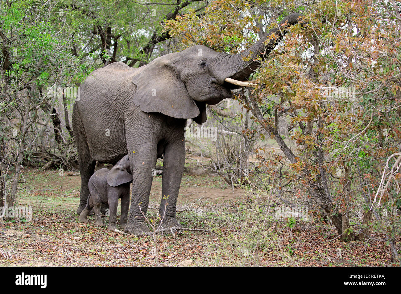 L'éléphant africain, avec de jeunes adultes de sexe féminin, d'alimentation, Sabi Sand Game Reserve Parc National Kruger, Afrique du Sud, d'Afrique (Loxodonta africana), Banque D'Images