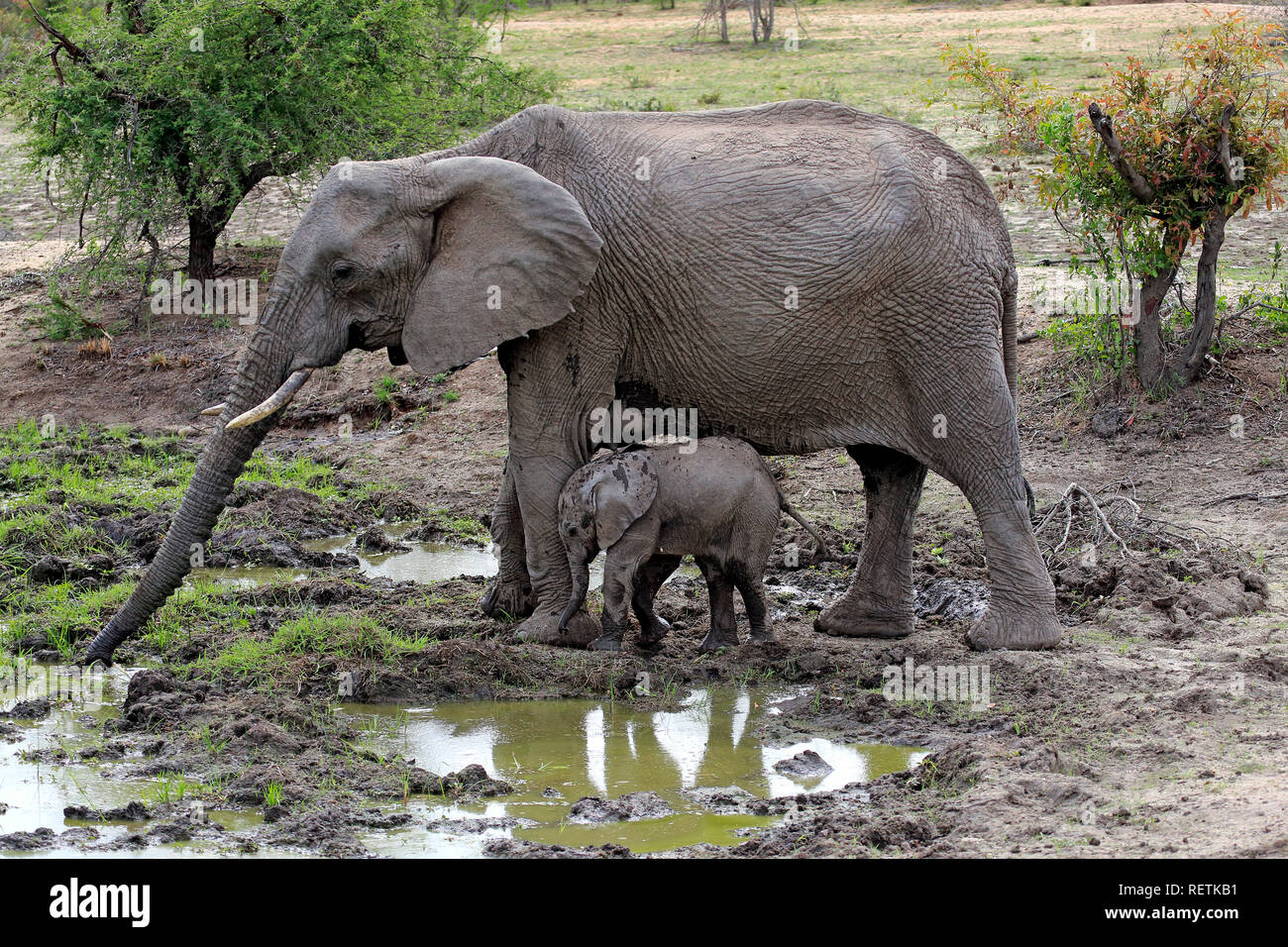 L'éléphant africain, avec les jeunes femmes à la recherche de nourriture, Sabi Sand Game Reserve, parc national Kruger, Afrique du Sud, d'Afrique (Loxodonta africana), Banque D'Images