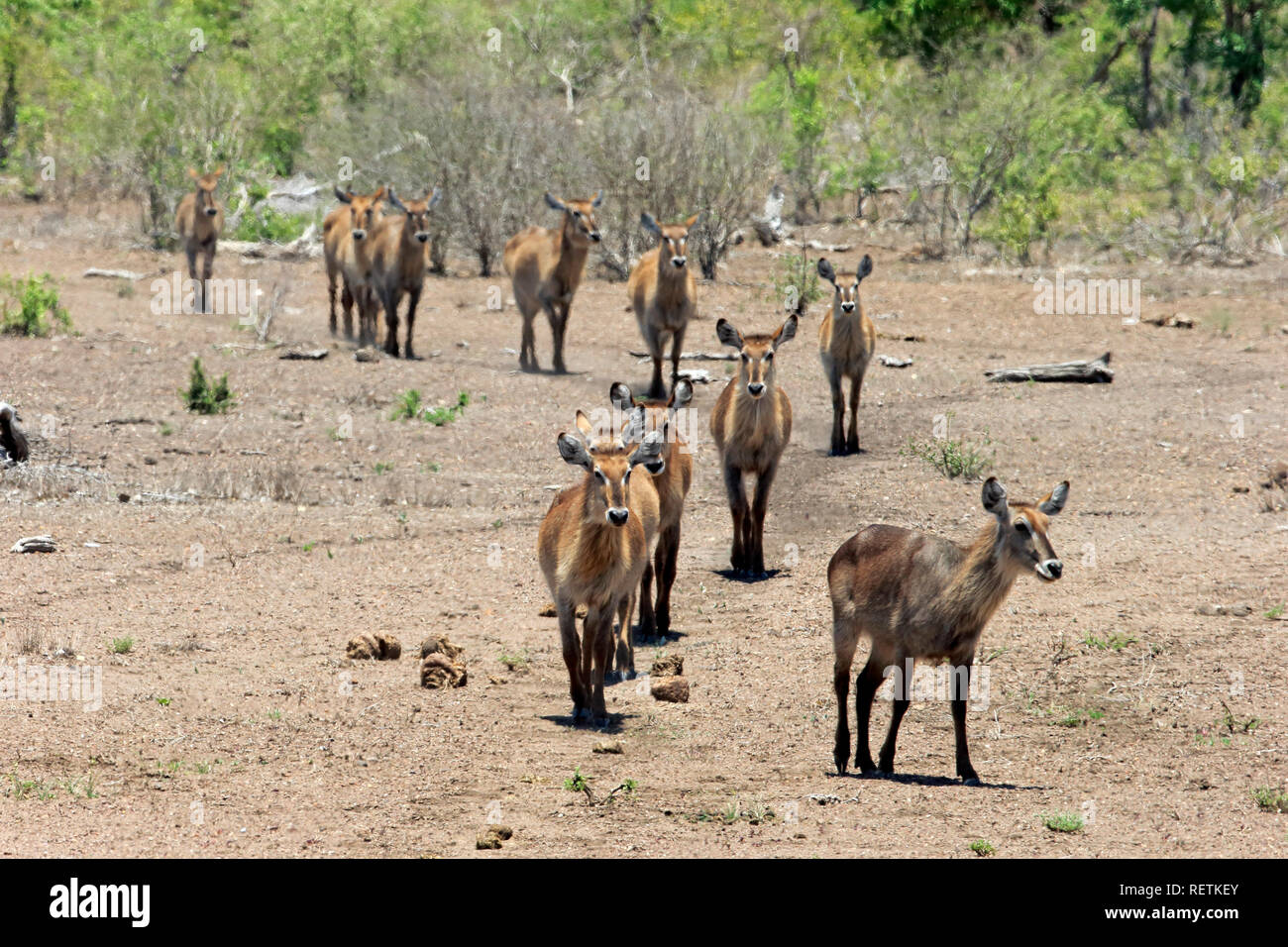 Waterbuck, commune de l'Afrique du Sud, le Parc National de Kruger, Afrique, (Kobus ellipsiprymnus) Banque D'Images