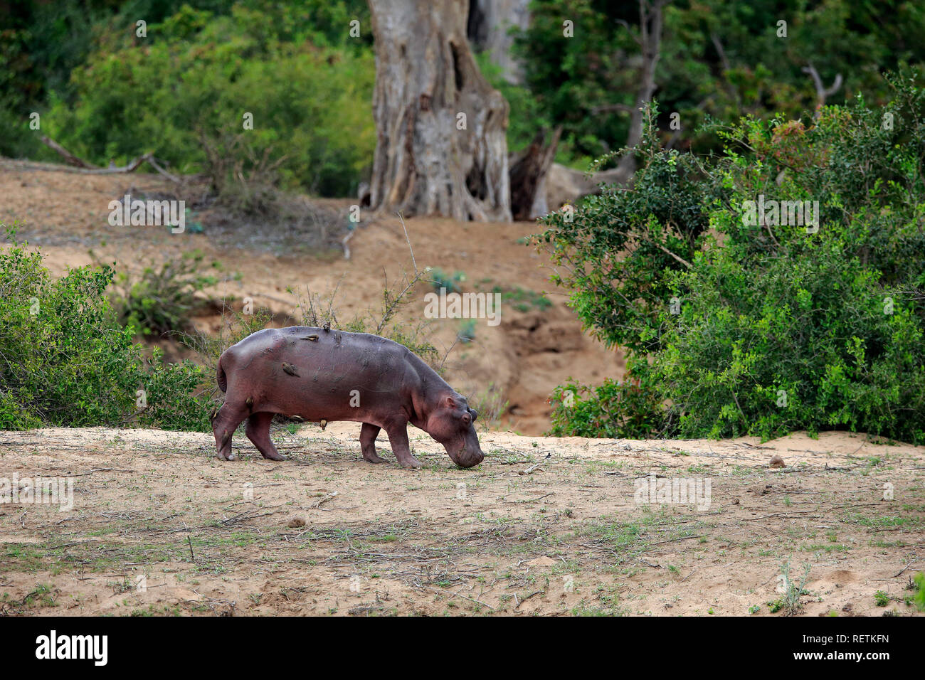 Parc national Kruger, l'hippopotame, Afrique du Sud, Afrique, (Hippopotamus amphibius) Banque D'Images
