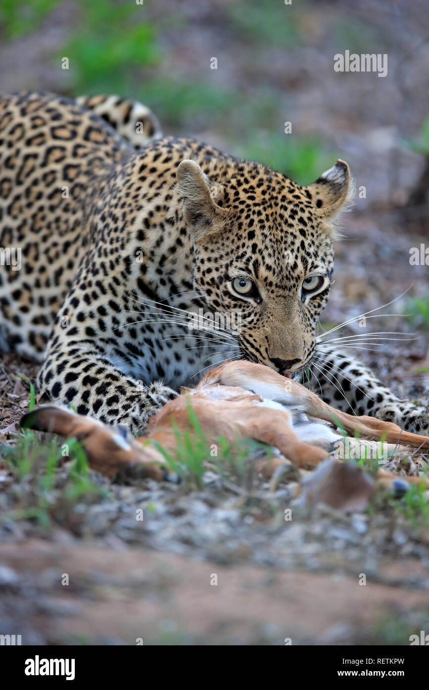 Leopard, Sabi Sand Game Reserve, parc national Kruger, Afrique du Sud, Afrique, (Panthera pardus) Banque D'Images