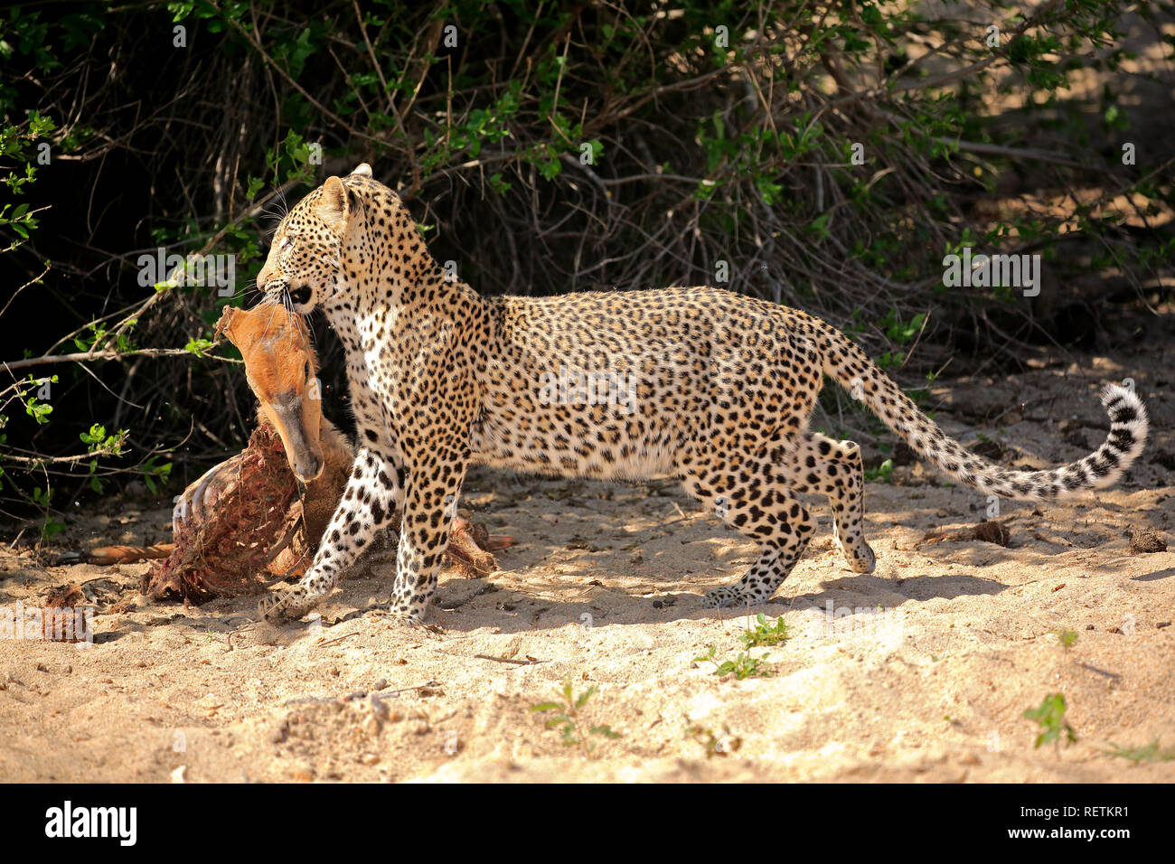 Leopard, des profils avec les proies, Sabi Sand Game Reserve, parc national Kruger, Afrique du Sud, Afrique, (Panthera pardus) Banque D'Images