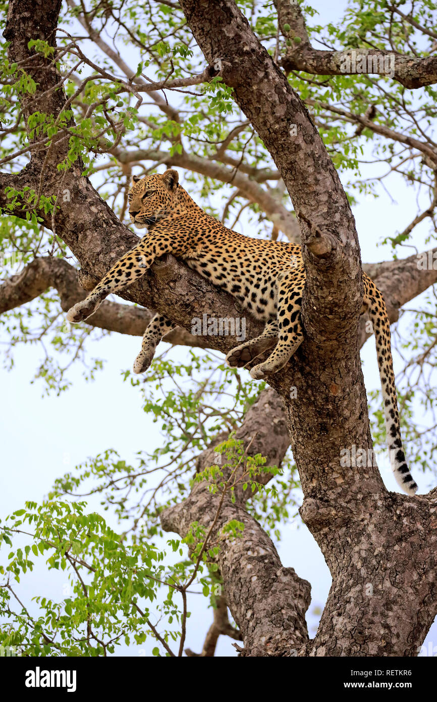 Leopard, des profils sur arbre, Sabi Sand Game Reserve, parc national Kruger, Afrique du Sud, Afrique, (Panthera pardus) Banque D'Images