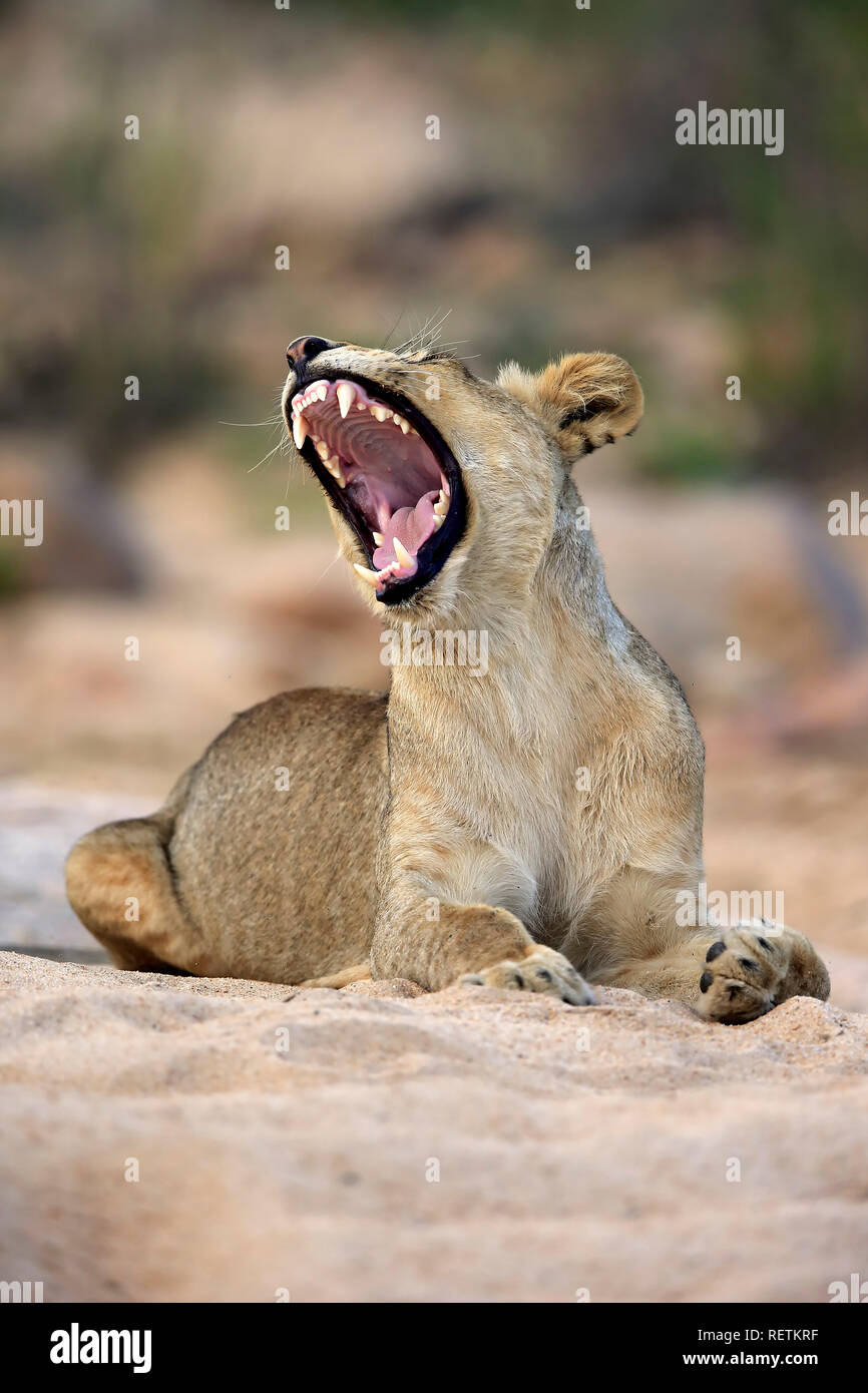 Lion, adulte de sexe féminin dans le lit asséché, Sabi Sand Game Reserve, parc national Kruger, Afrique du Sud, Afrique, (Panthera leo) Banque D'Images