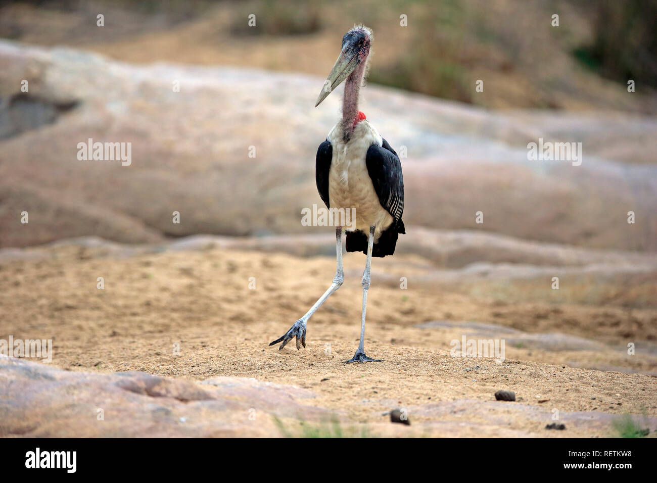 Marabou Stork, adulte, le Parc National de Kruger, Afrique du Sud, d'Afrique, Flamant rose (Phoenicopterus ruber (crumeniferus) Banque D'Images
