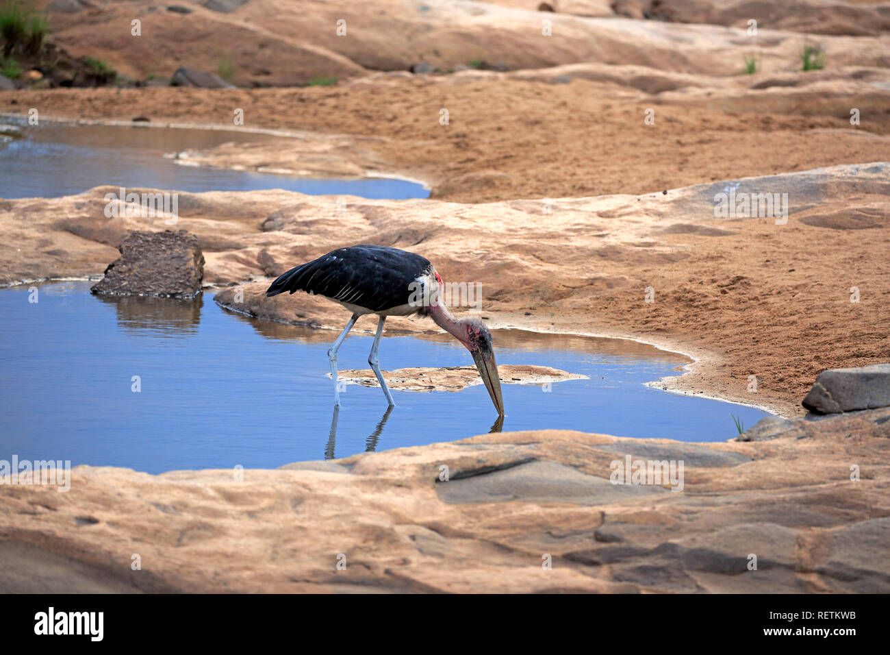 Marabou Stork, adulte, le Parc National de Kruger, Afrique du Sud, d'Afrique, Flamant rose (Phoenicopterus ruber (crumeniferus) Banque D'Images