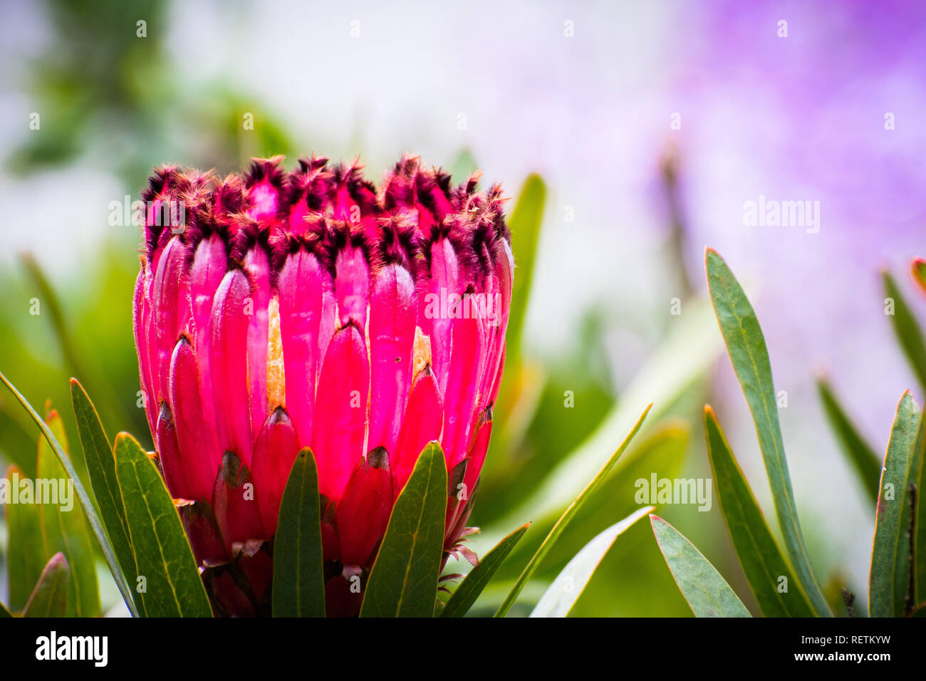 Close up of Reine PROTEA Protea magnifica (fleur), originaire d'Afrique du Sud Banque D'Images