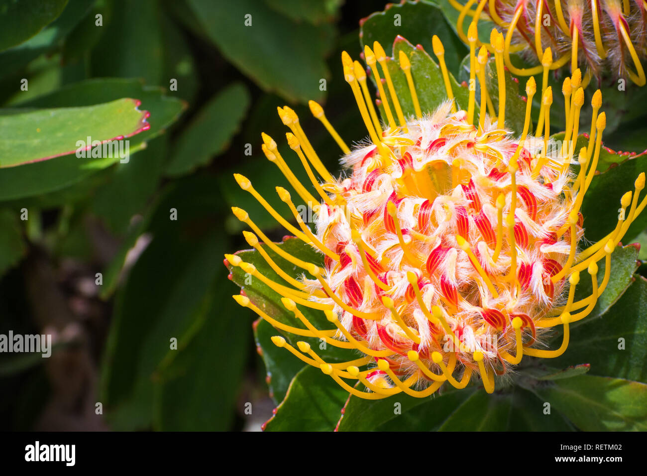 Close up Leucospermum 'Veldfire» ; cultivar Leucospermum sont indigènes à l'Afrique du Sud Banque D'Images