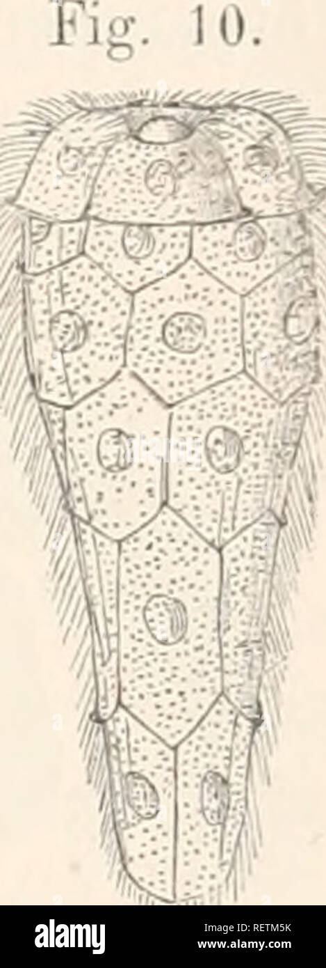 . Dr H.G. Bronn's Klassen und Ordnungen des Thier-Reichs : wissenschaftlich dargestellt in Wort und Bild. Zoologie. Digenoa. Eiulnyonalentwicklung 785. Mu'acidium des Leberegels (30/1). Nach Leuclcart (777). Unsere Kenntnisse über sich erstrecken aussi nur M Arten und auch von diesen sind eine Anzahl von ganz ungenügend bekannt und anderen kennen wir nur das Exterieur, die Zahl der pour ausreicliend Miracidien verhältnissmässig bekannten gering ist. Il Miracidien Die Haut der aus einer homogenen compilée, ziemlich dicken Schicht mit oder ohne Kerne, chauve, trägt die Wimpern ]"ald solcher Banque D'Images