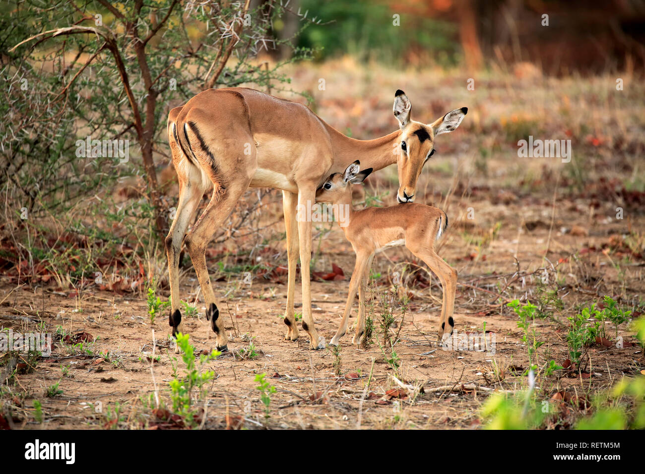 Impala, avec de jeunes adultes de sexe féminin, le comportement social, Sabi Sand Game Reserve, parc national Kruger, Afrique du Sud, Afrique, (Aepyceros melampus) Banque D'Images