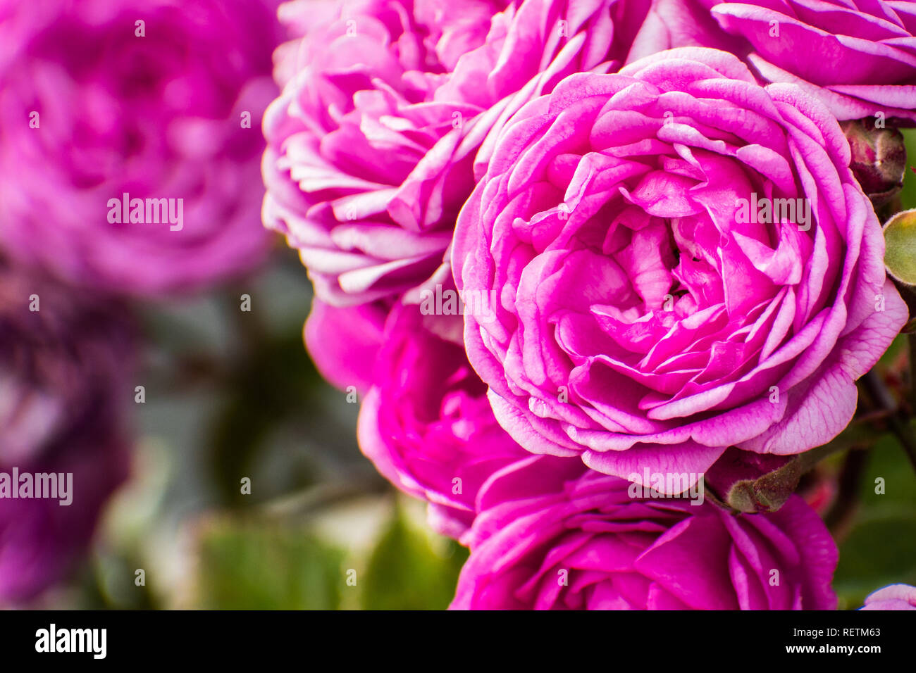Close up of pink rose ; arrière-plan flou Banque D'Images