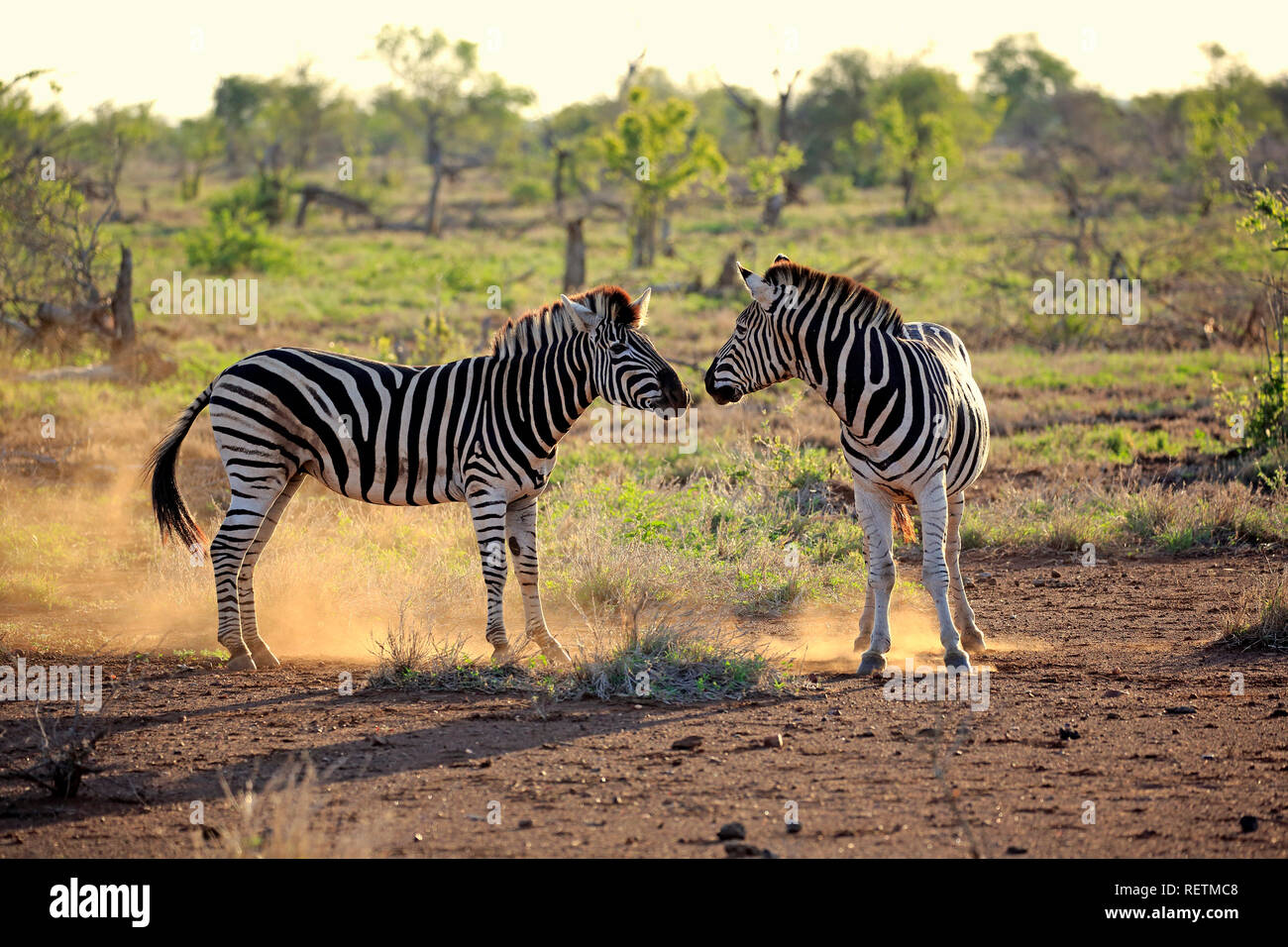 Les zèbres des plaines, etalons, parc national Kruger, Afrique du Sud, Afrique, Equus quagga burchelli) ( Banque D'Images