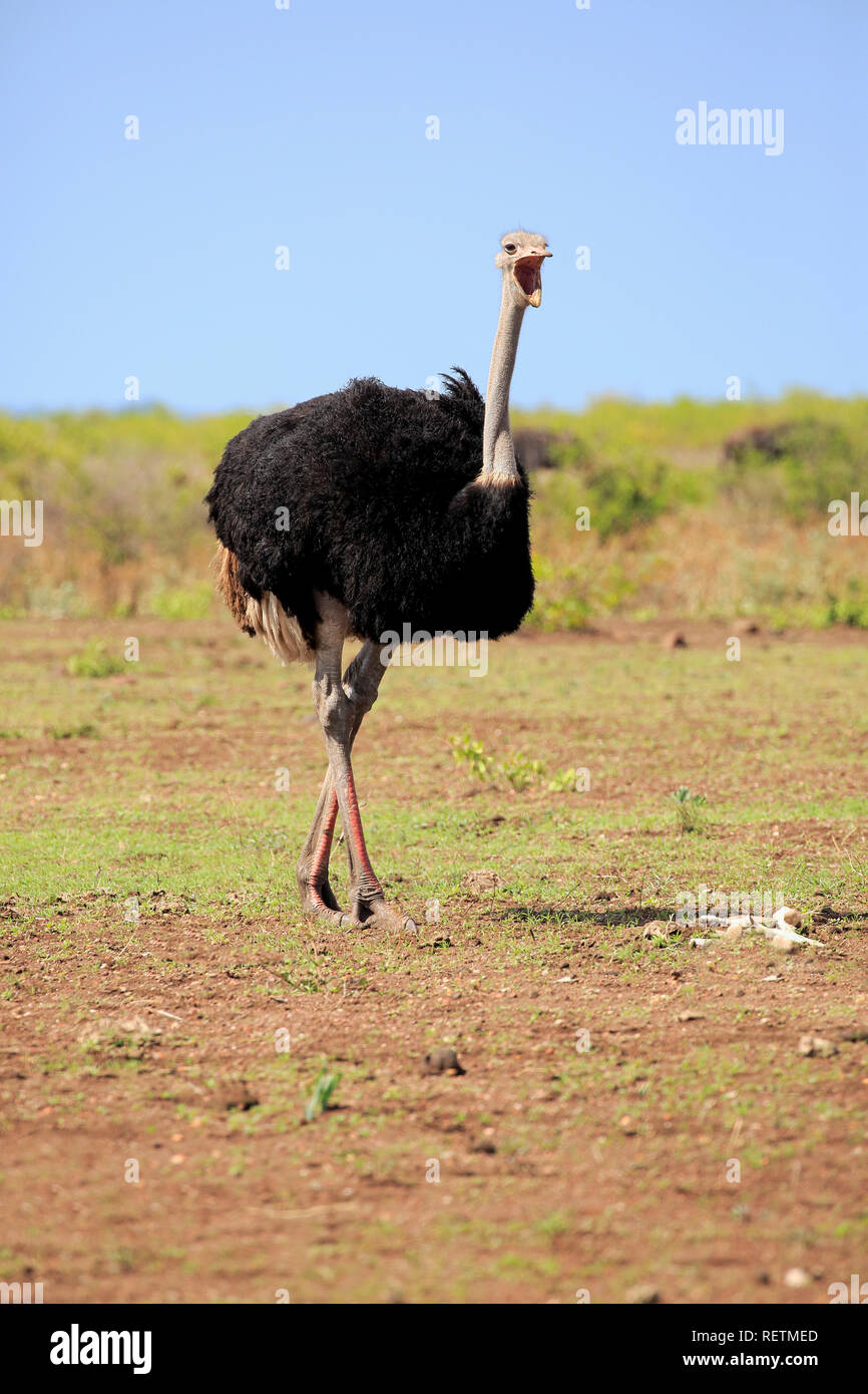 Autruche d'Afrique du Sud, Kruger, jawning mâles adultes Nationalpark, Afrique du Sud, Afrique, (Struthio camelus australis) Banque D'Images