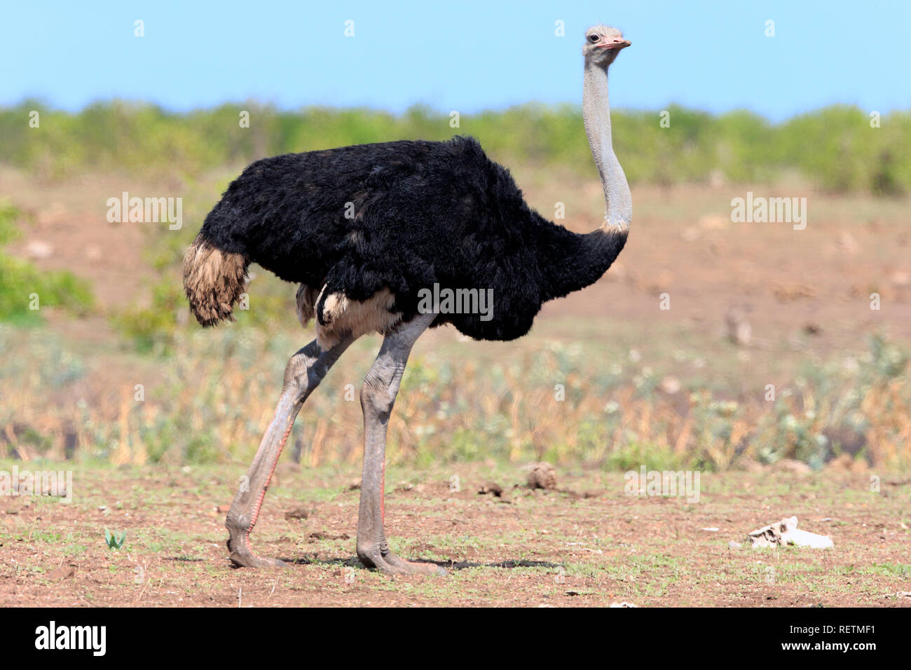 Autruche d'Afrique du Sud, le parc national Kruger, mâle adulte, Afrique du Sud, Afrique, (Struthio camelus australis) Banque D'Images