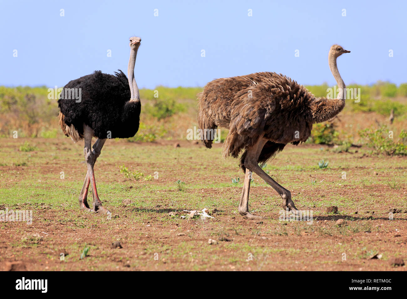 Autruche d'Afrique du Sud, des hommes et des femmes adultes, parc national Kruger, Afrique du Sud, Afrique, (Struthio camelus australis) Banque D'Images