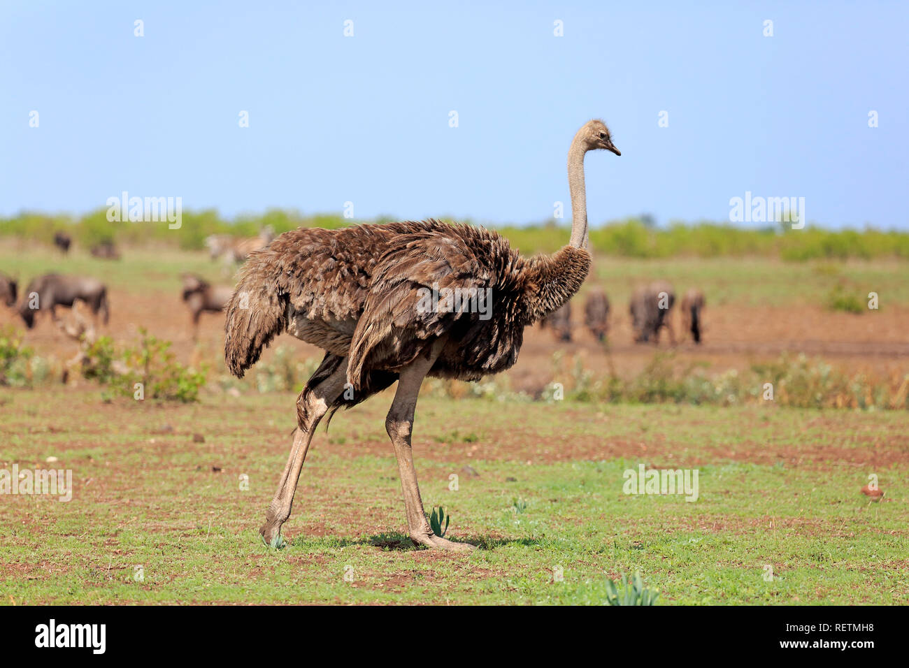Autruche d'Afrique du Sud, le Parc National de Kruger, femelle adulte, Afrique du Sud, Afrique, (Struthio camelus australis) Banque D'Images