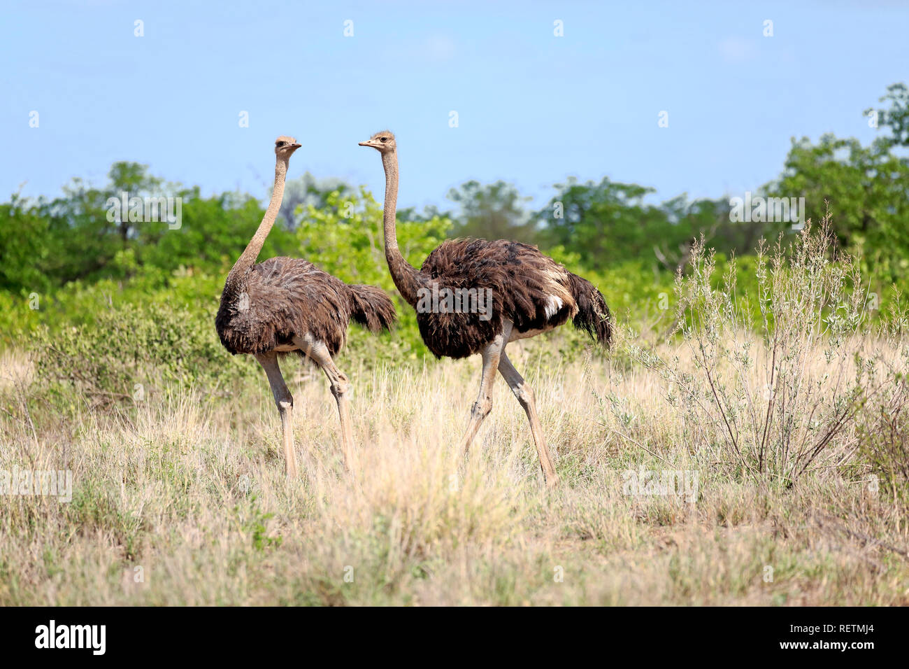 Autruche d'Afrique du Sud, les femelles adultes, parc national Kruger, Afrique du Sud, Afrique, (Struthio camelus australis) Banque D'Images