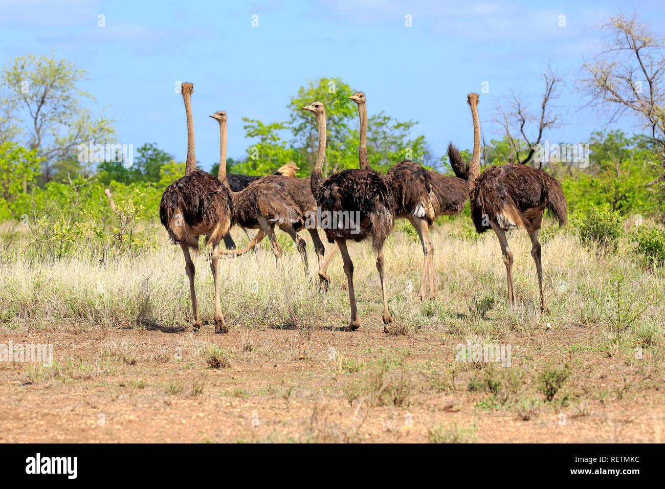 Autruche d'Afrique du Sud, le Parc National de Kruger, femelle adulte, Afrique du Sud, Afrique, (Struthio camelus australis) Banque D'Images
