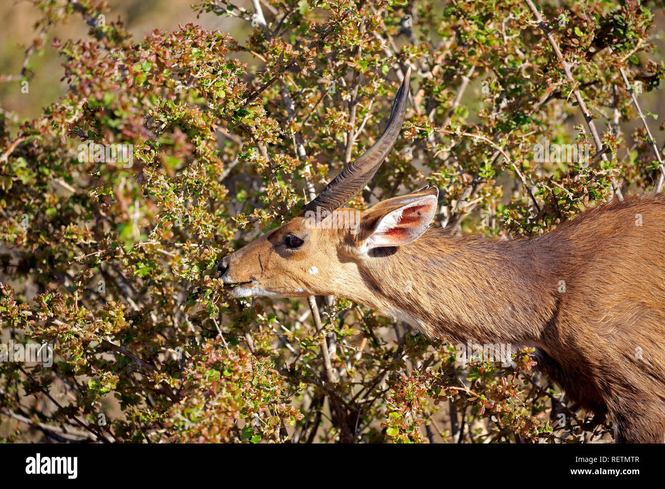 Bushbuck, Imbabala, mâle adulte, parc national Kruger, Afrique du Sud, Afrique, (Tragelaphus sylvaticus) Banque D'Images