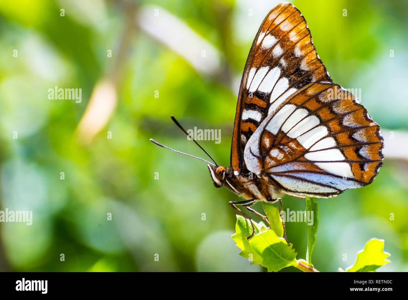 Lorquin's l'amiral (Limenitis lorquini) butterfly sitting avec ses ailes fermées sur une feuille verte, au sud de la baie de San Francisco, Californie ; troubles de retour Banque D'Images