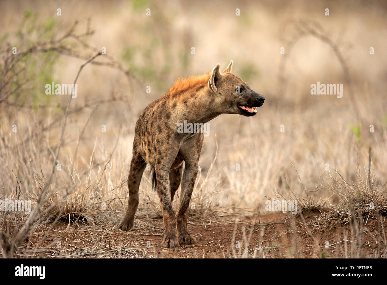 L'hyène tachetée, parc national Kruger, Afrique du Sud, Afrique, (Crocuta crocuta) Banque D'Images