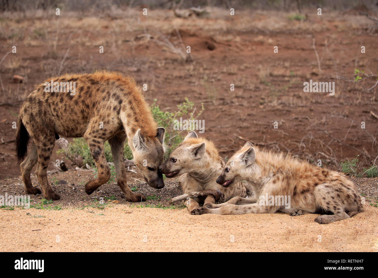 L'hyène tachetée, deux adultes et subadultes, comportement social, parc national Kruger, Afrique du Sud, Afrique, (Crocuta crocuta) Banque D'Images