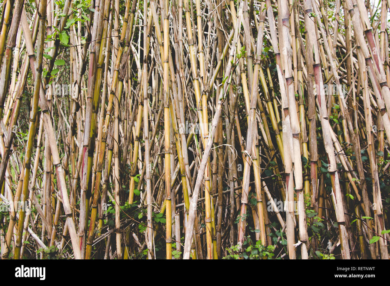 'À sec', Arundo donax canne commune Banque D'Images