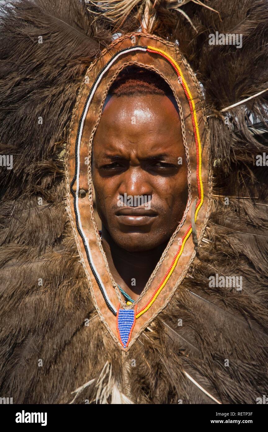 Guerrier Masai porte une coiffe de plumes d'autruche, Masai Mara, Kenya, Afrique de l'Est Banque D'Images