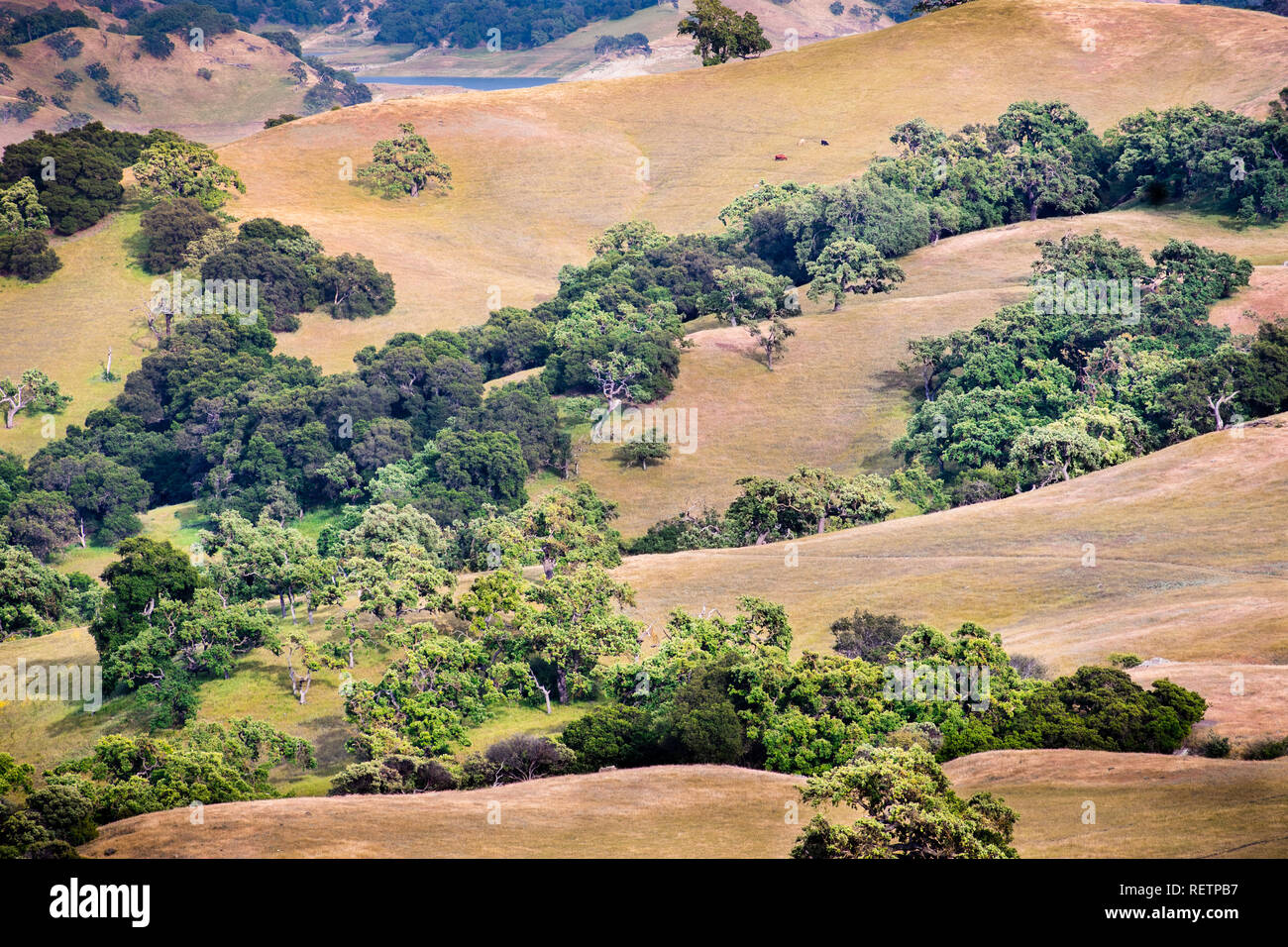 De l'herbe sèche couvrant les collines au sud de la baie de San Francisco, San Jose, Californie Banque D'Images