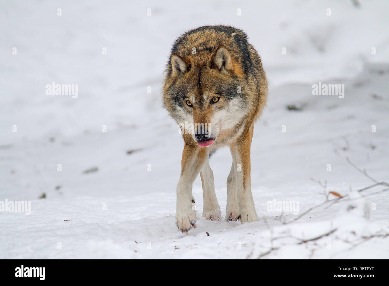 Loup gris (Canis lupus lupus) sur la neige dans la forêt Banque D'Images