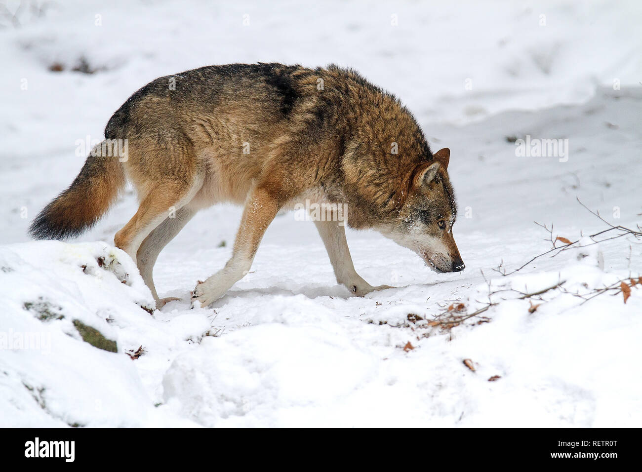 Loup gris (Canis lupus lupus) sur la neige dans la forêt Banque D'Images